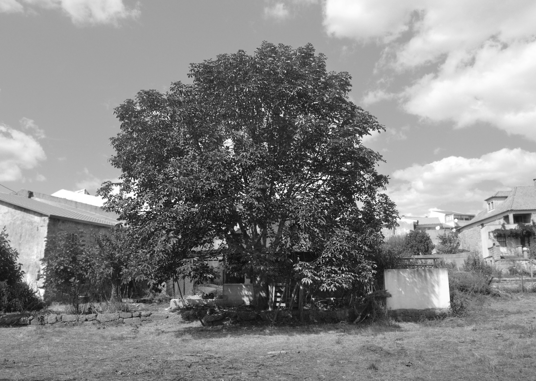 The Horse-chestnut tree